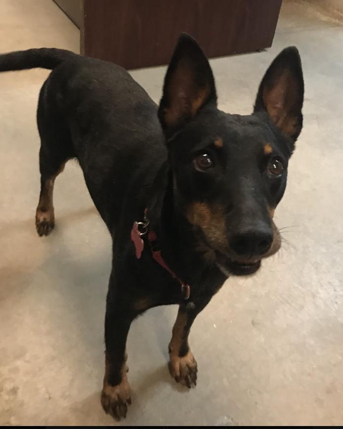 Enlarge Georgie, a Adoptable mixed breed in Buena Vista, CO image 2/3
