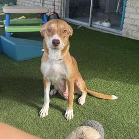 Lola — thumbnail 6