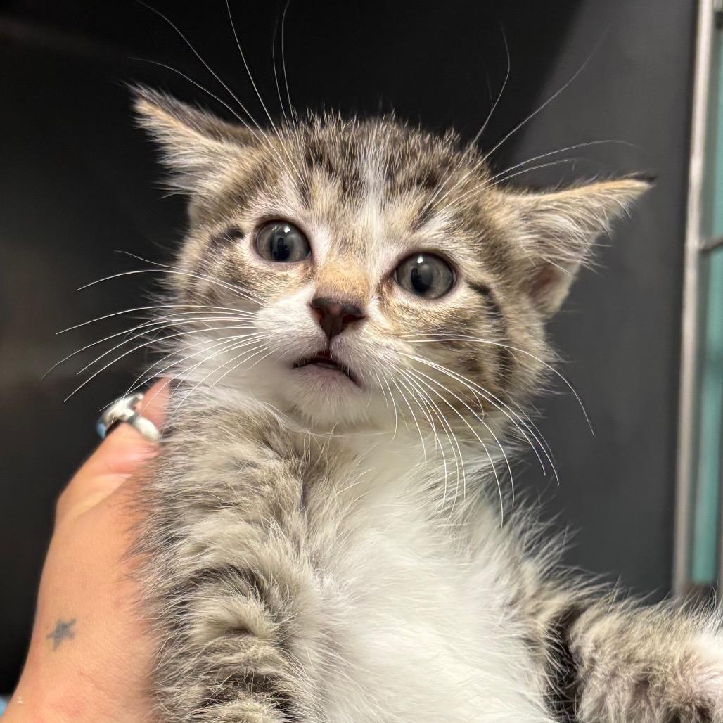 Chucky, Adoptable, Kitten Male Domestic Short Hair.