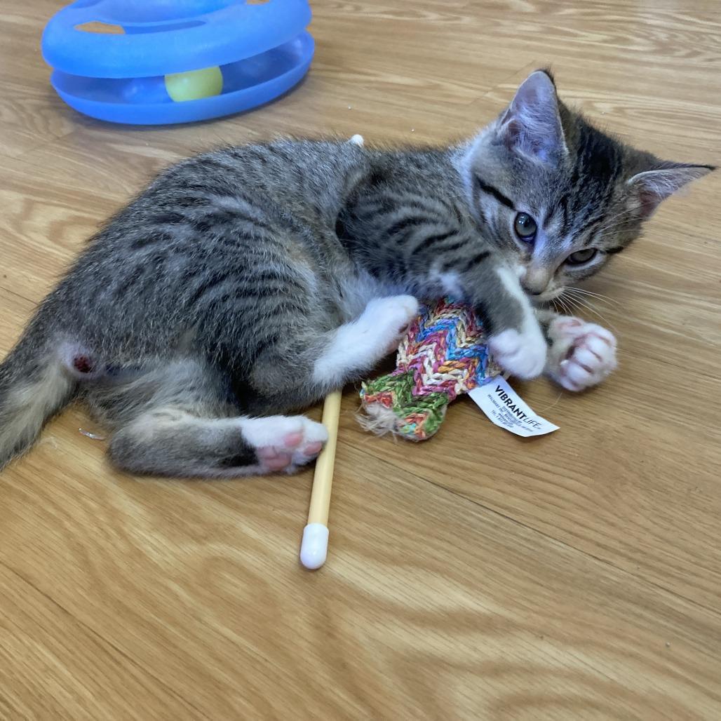 Enlarge Chucky, a Adoptable Domestic Short Hair in Nashville, IN image 2/6