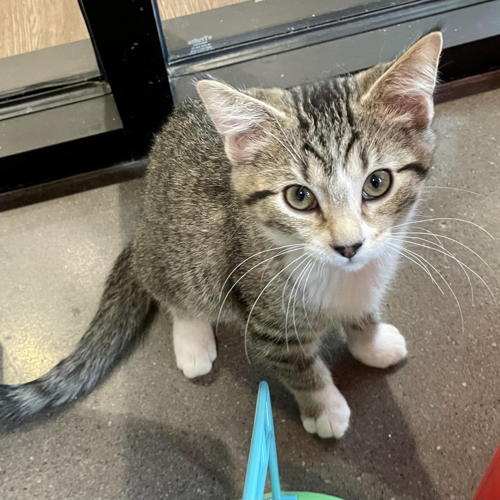 Enlarge Chucky, a Adoptable Domestic Short Hair in Nashville, IN image 3/6