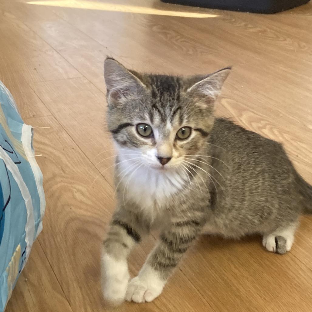 Enlarge Chucky, a Adoptable Domestic Short Hair in Nashville, IN image 5/6