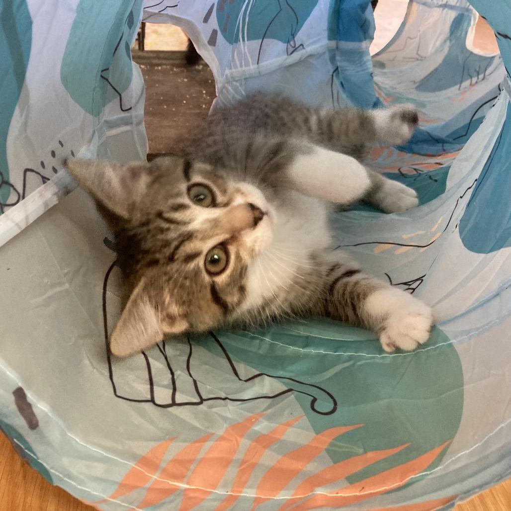 Enlarge Chucky, a Adoptable Domestic Short Hair in Nashville, IN image 6/6