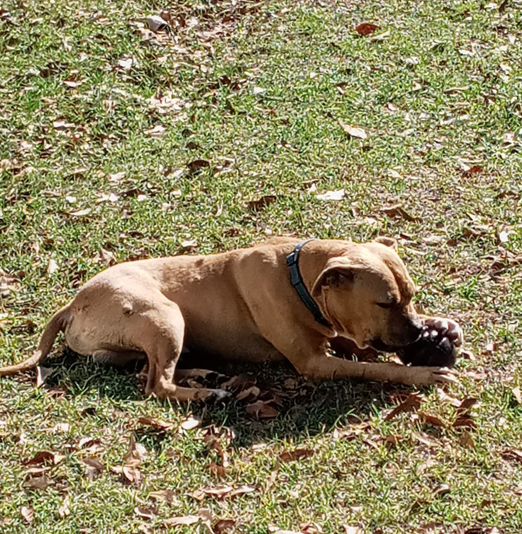 Buster, Senior Male Pit Bull Terrier