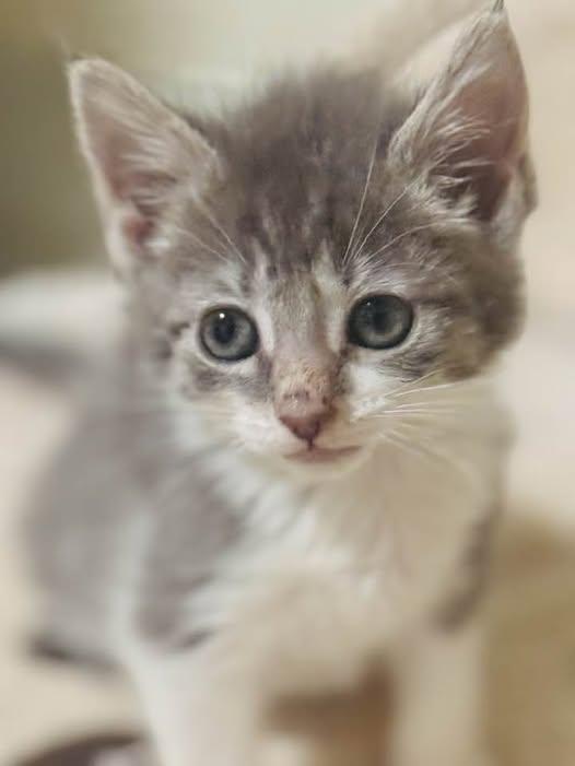 Diana, Adoptable, Kitten Female Domestic Short Hair.