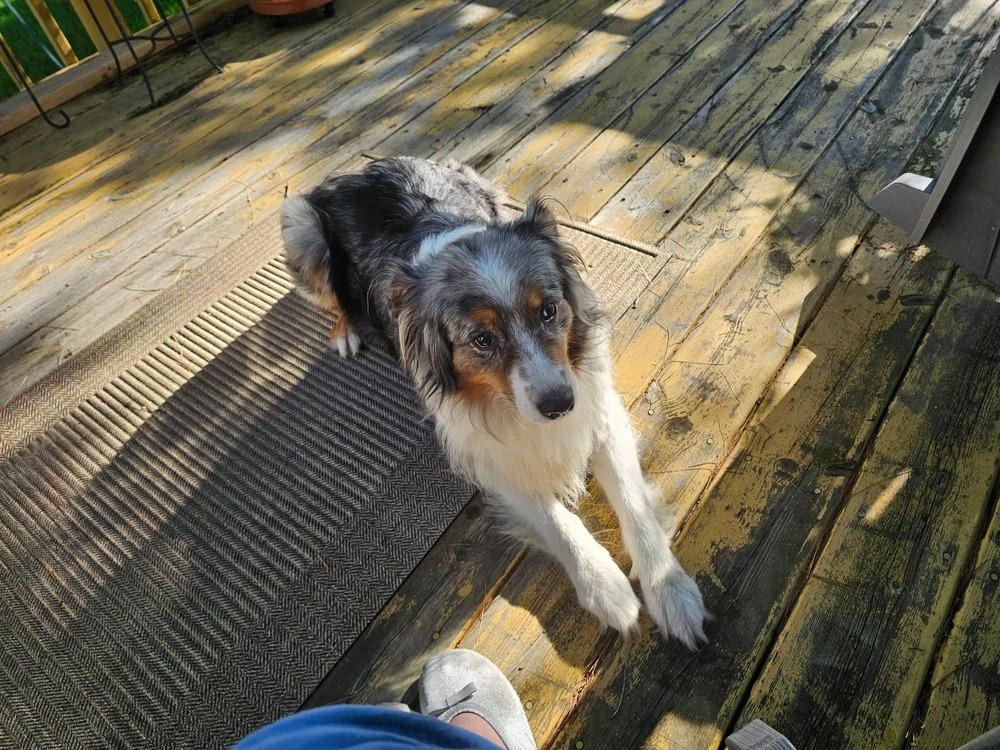 1117 Lola nka Lovey, a Adoptable Australian Shepherd in Griffith, IN image 3/6