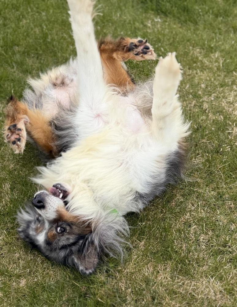 1117 Lola nka Lovey, a Adoptable Australian Shepherd in Griffith, IN image 4/6