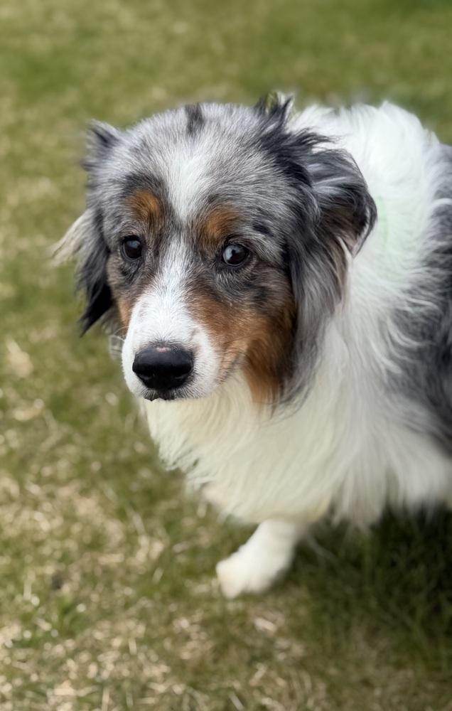 1117 Lola nka Lovey, a Adoptable Australian Shepherd in Griffith, IN image 5/6