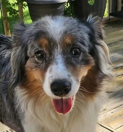 1117 Lola nka Lovey, Adoptable, Adult Female Australian Shepherd.