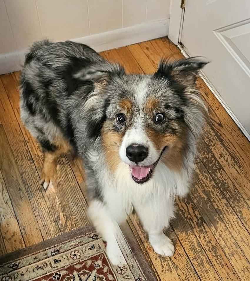 1117 Lola nka Lovey, a Adoptable Australian Shepherd in Griffith, IN image 2/6
