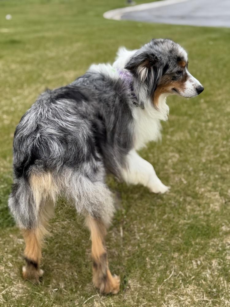 1117 Lola nka Lovey, a Adoptable Australian Shepherd in Griffith, IN image 6/6