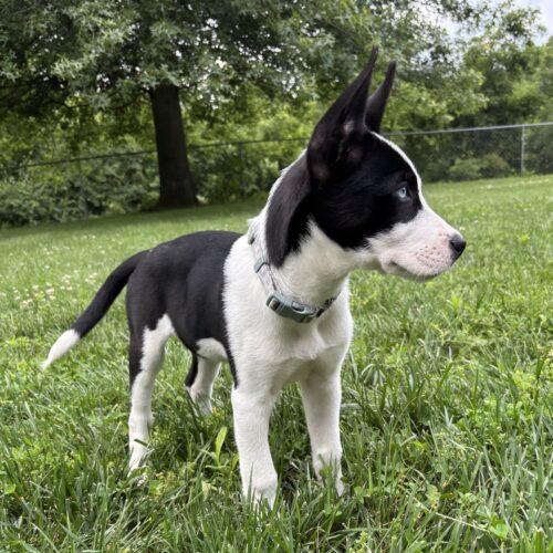 Mia, a Adoptable mixed breed in Canal Winchester, OH image 1/5