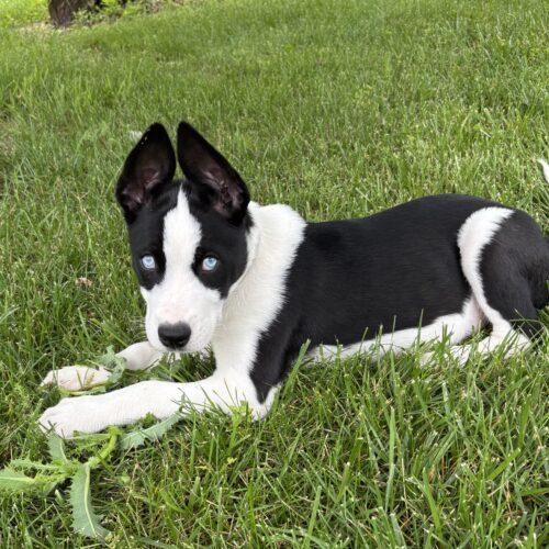 Mia, a Adoptable mixed breed in Canal Winchester, OH image 2/5