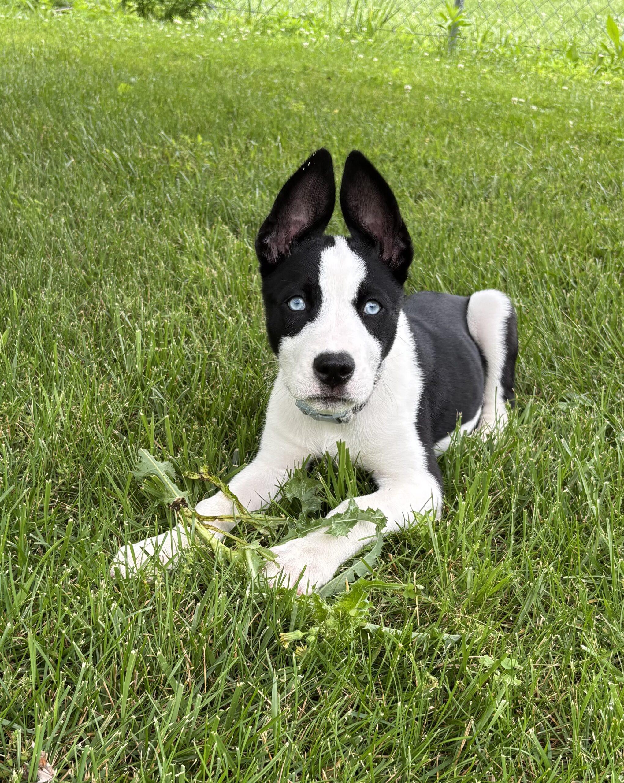 Mia, a Adoptable mixed breed in Canal Winchester, OH image 3/5