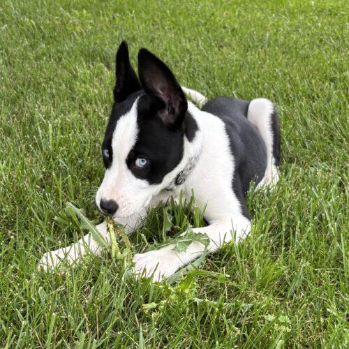 Mia, a Adoptable mixed breed in Canal Winchester, OH image 4/5
