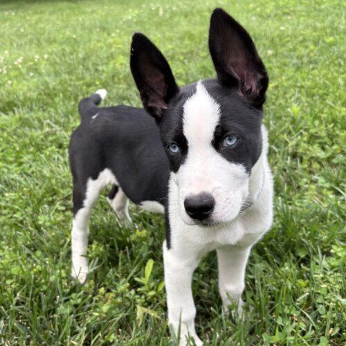 Mia, a Adoptable mixed breed in Canal Winchester, OH image 5/5