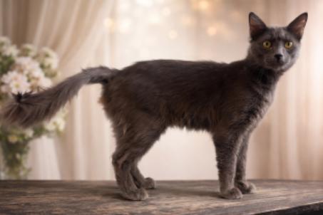 Enlarge Mr. Handsome, an adopted Domestic Medium Hair in Stafford, VA image 1/1