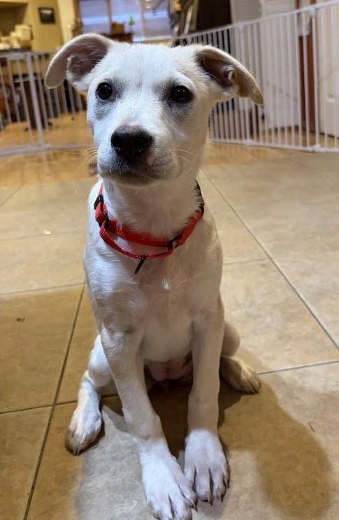 EMILY...Oh-So-SWEET, ADOPTABLE, Puppy Female Terrier & Fox Terrier.