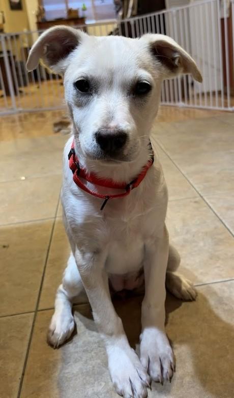 Enlarge EMILY...Oh-So-SWEET, a ADOPTABLE mixed breed in Olympia, WA image 2/6