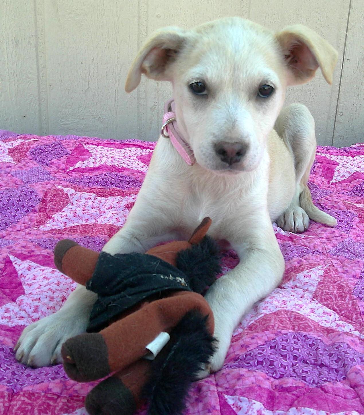 Enlarge EMILY...Oh-So-SWEET, a ADOPTABLE mixed breed in Olympia, WA image 6/6