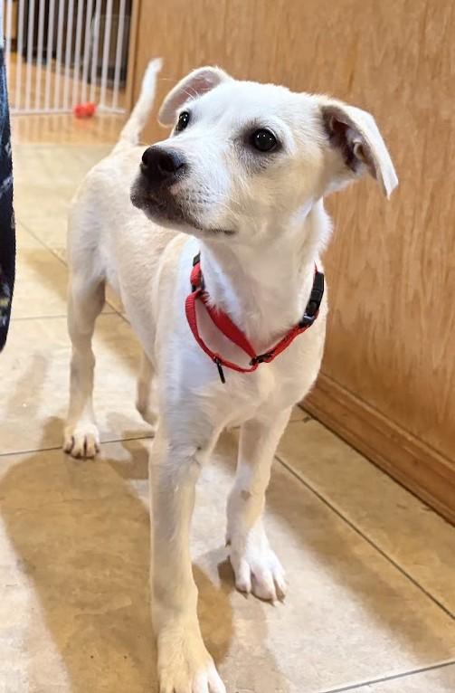 Enlarge EMILY...Oh-So-SWEET, a ADOPTABLE mixed breed in Olympia, WA image 3/6