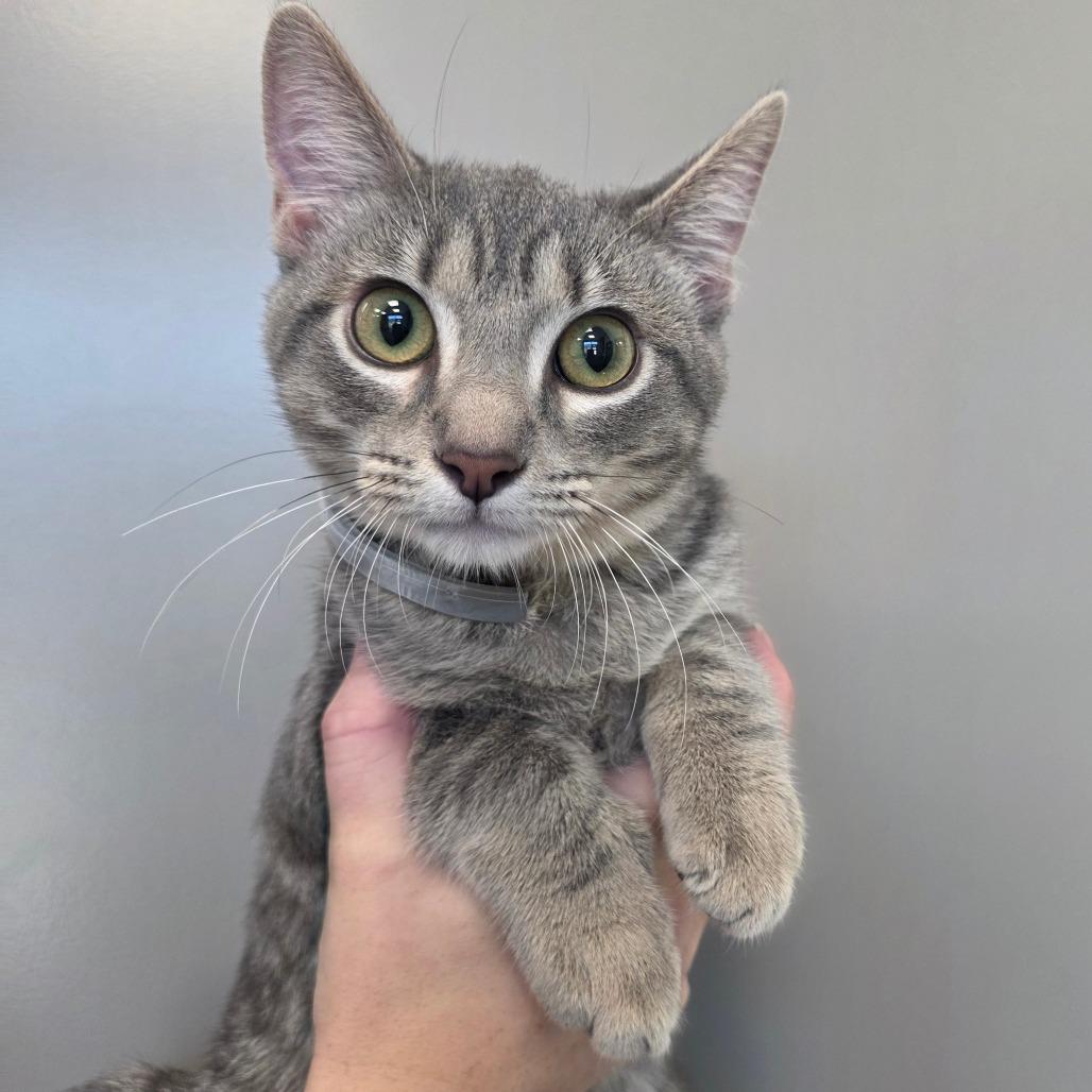 Kacey, Adoptable, Kitten Female Domestic Short Hair.