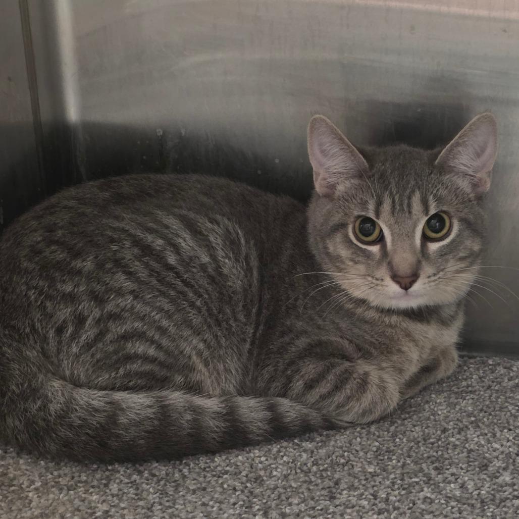 Enlarge Kacey, a Adoptable Domestic Short Hair in Sand Springs, OK image 2/3