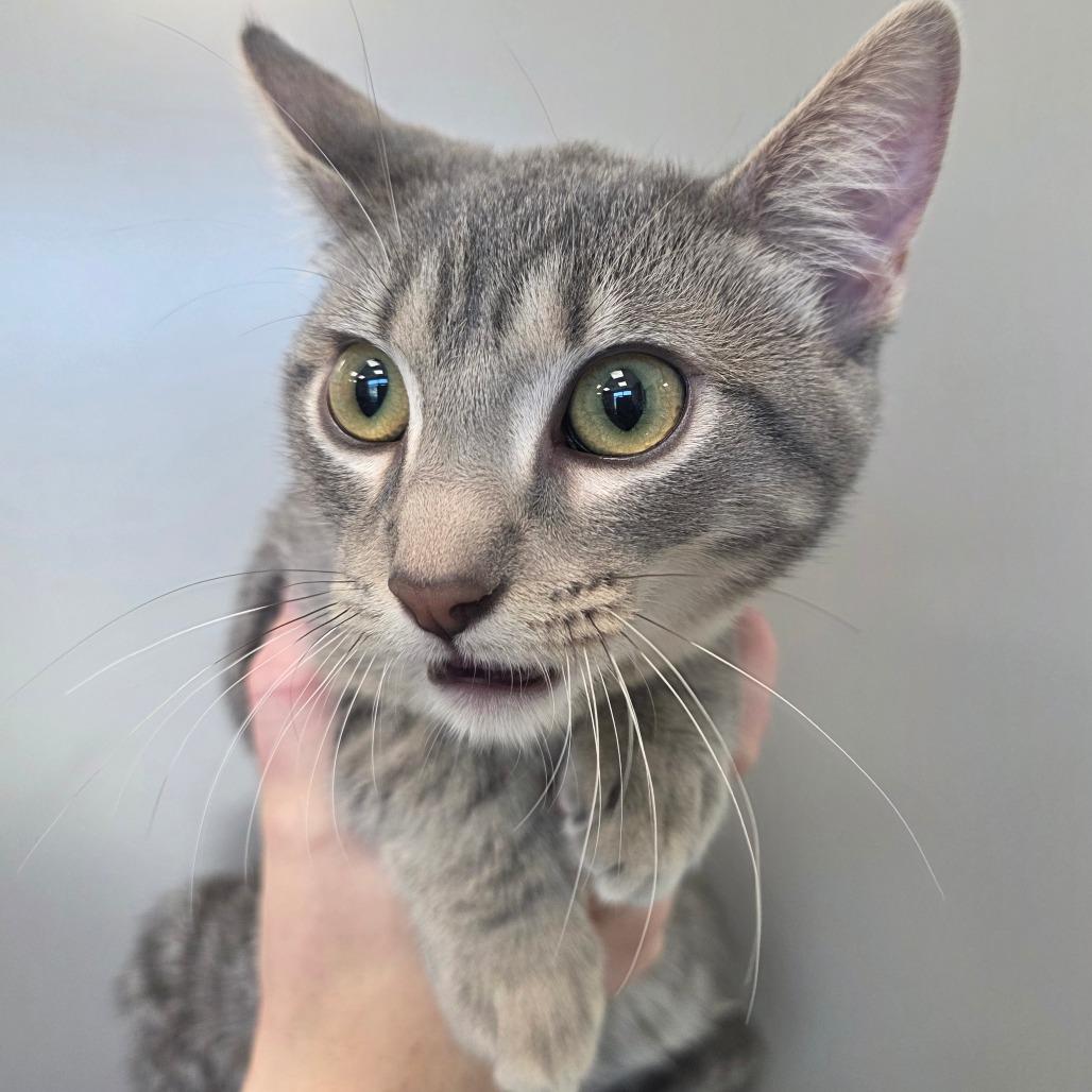 Enlarge Kacey, a Adoptable Domestic Short Hair in Sand Springs, OK image 3/3