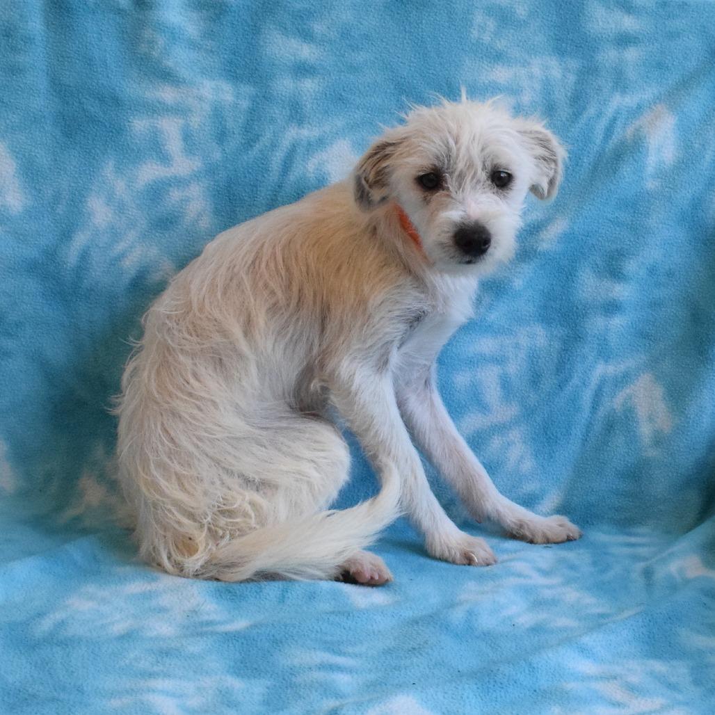 Solobino, Adoptable, Young Male Terrier.