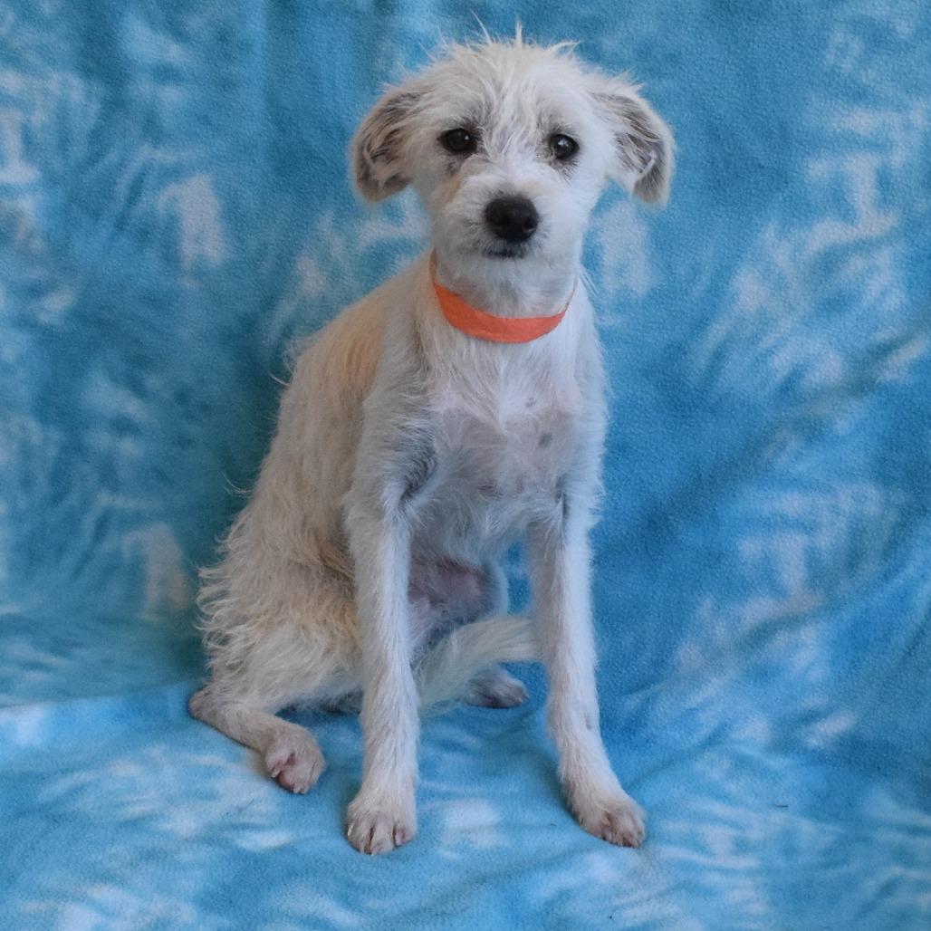 Solobino, a Adoptable Terrier in Eureka, CA image 2/3
