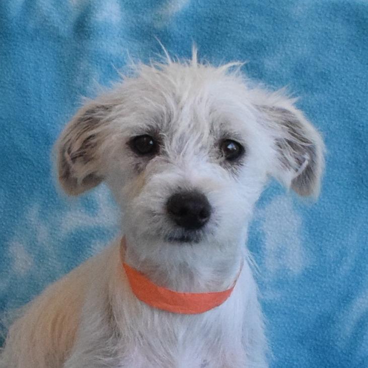 Solobino, a Adoptable Terrier in Eureka, CA image 3/3