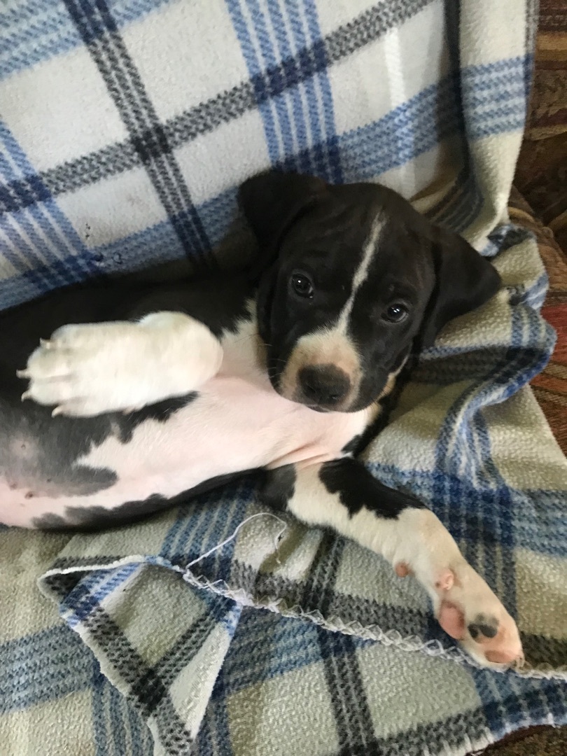 Wesley, a Adoptable mixed breed in Tacoma, WA image 4/9