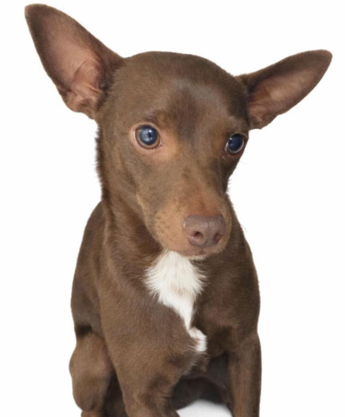 Pretzel - ADOPTION IN PROCESS, Adoptable, Adult Male Chihuahua.