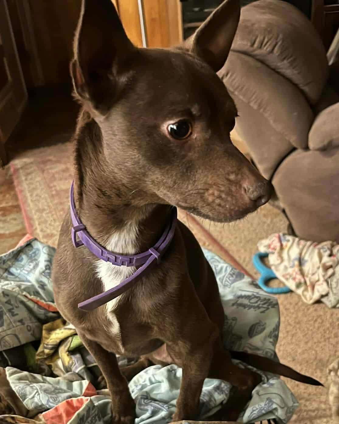 Enlarge Pretzel, a Adoptable Chihuahua in Grafton, WI image 1/1