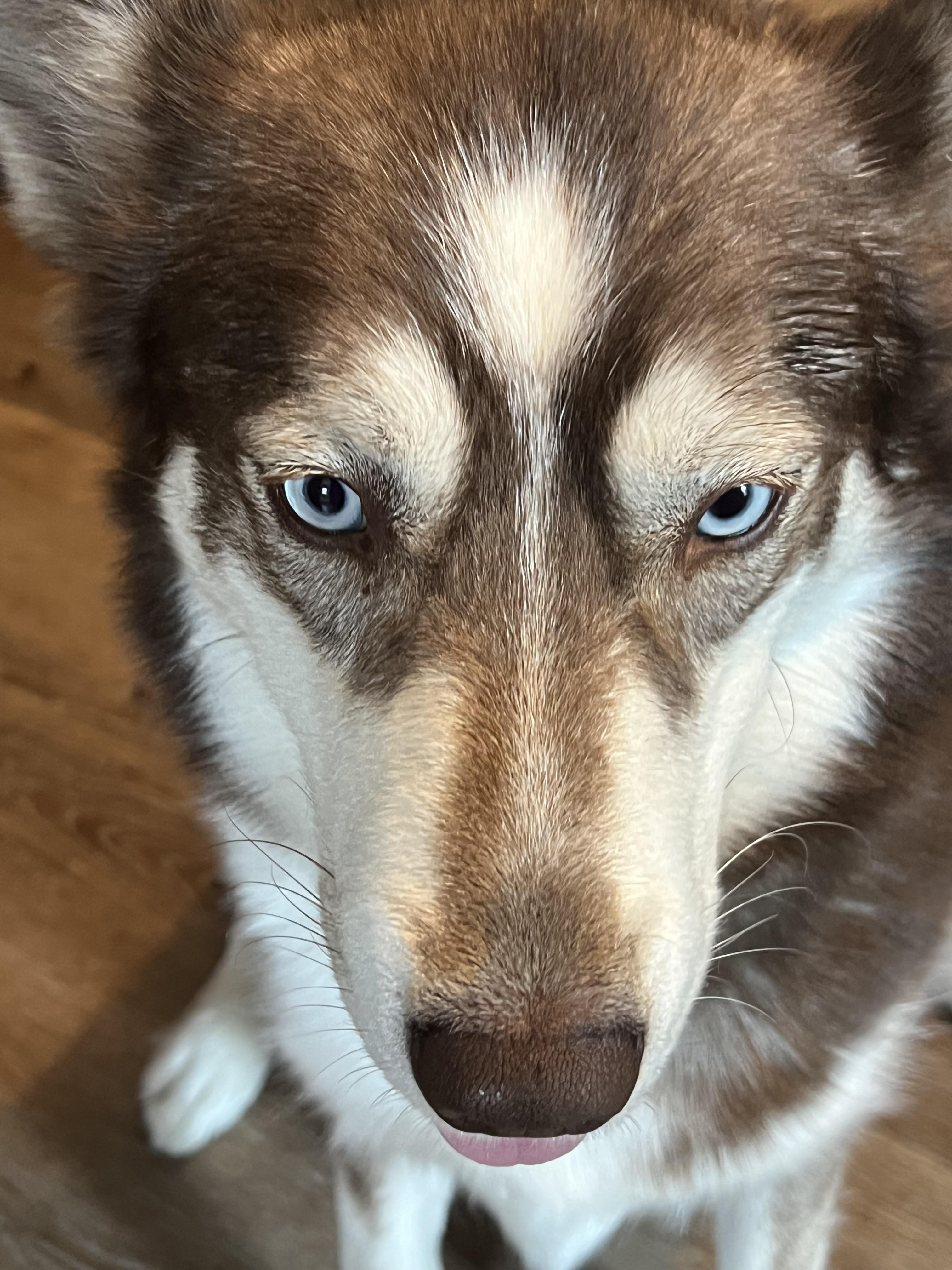 Enlarge SADIE, a Adoptable Siberian Husky in LONG BEACH, CA image 1/5