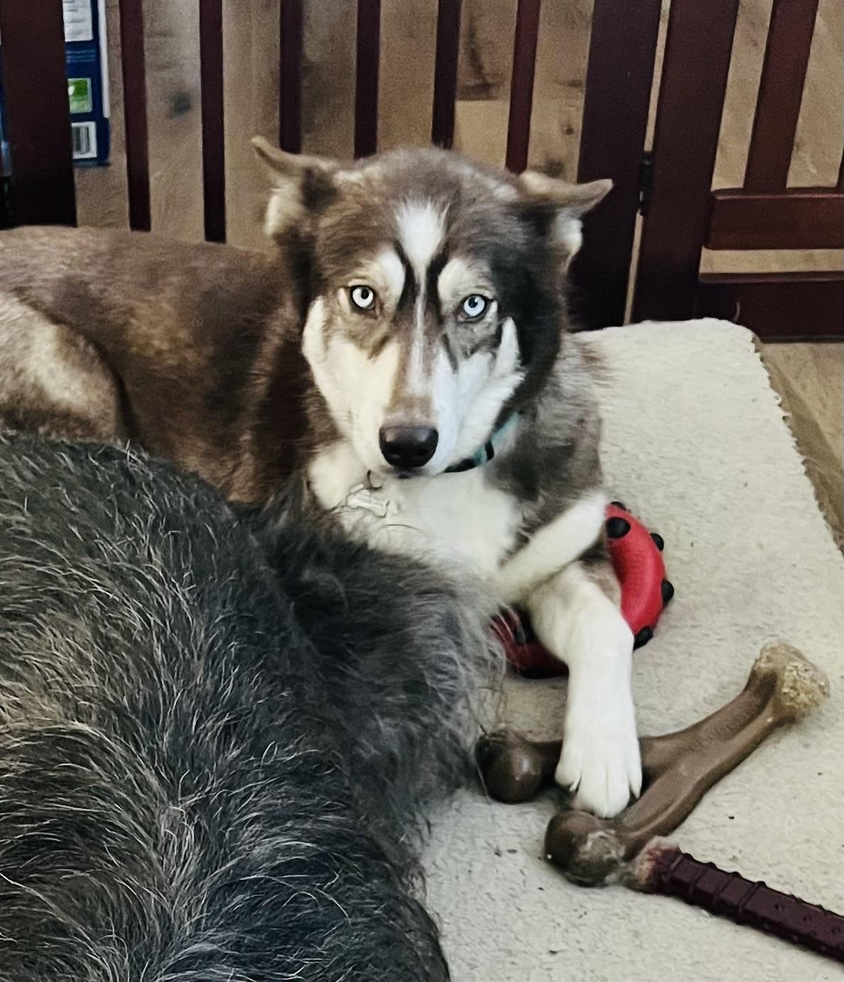 Enlarge SADIE, a Adoptable Siberian Husky in LONG BEACH, CA image 4/5