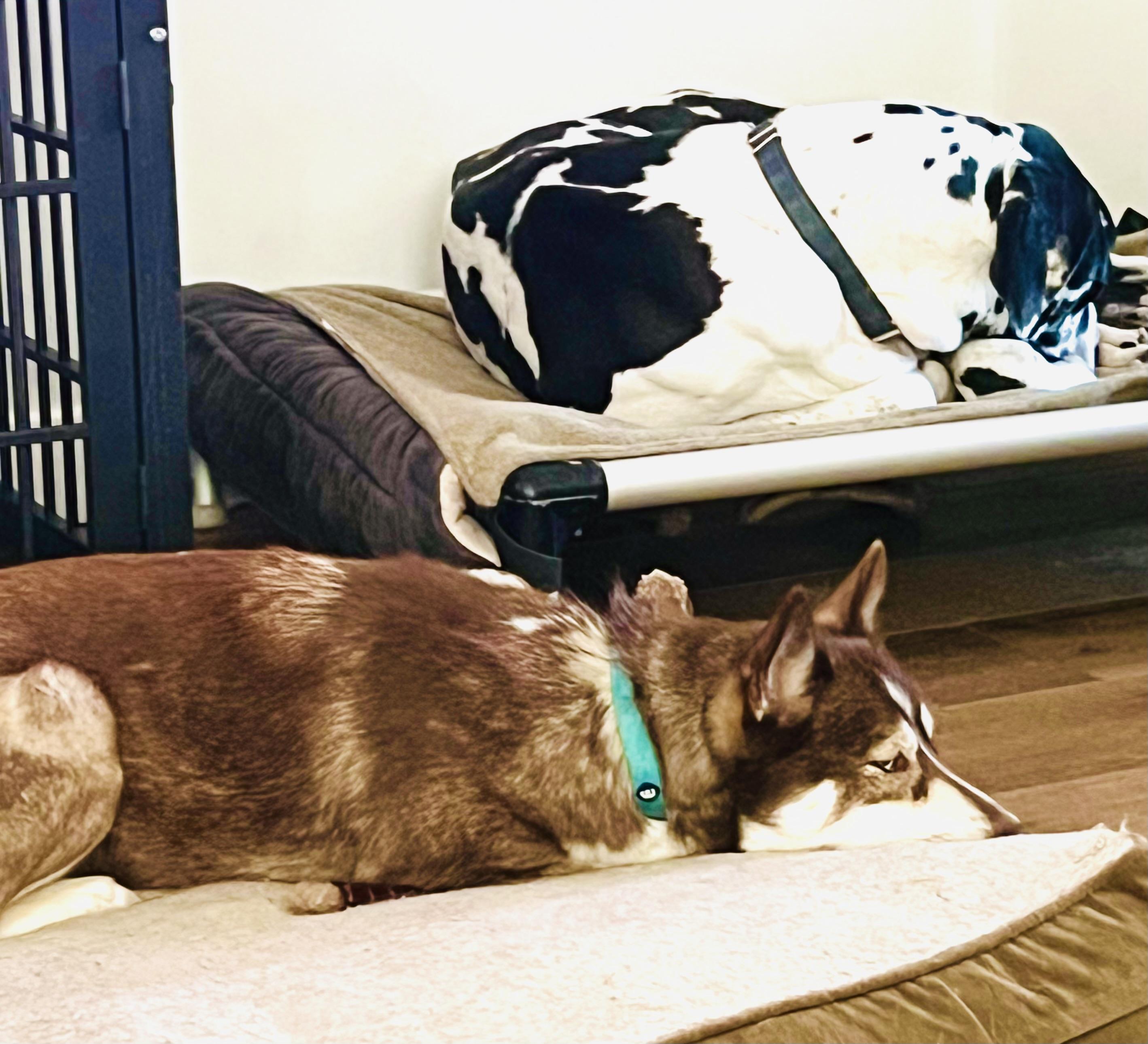 Enlarge SADIE, a Adoptable Siberian Husky in LONG BEACH, CA image 3/5