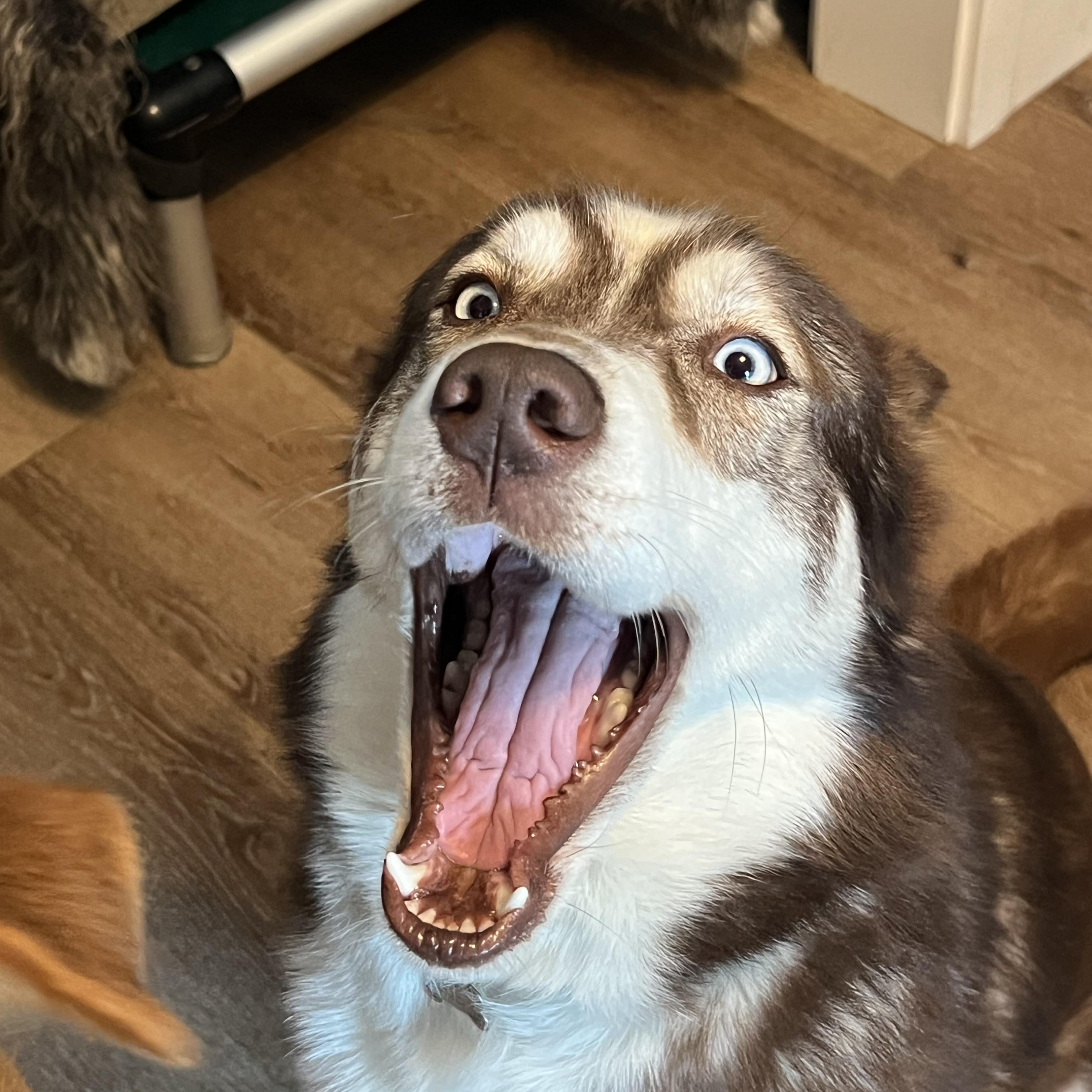 Enlarge SADIE, a Adoptable Siberian Husky in LONG BEACH, CA image 5/5