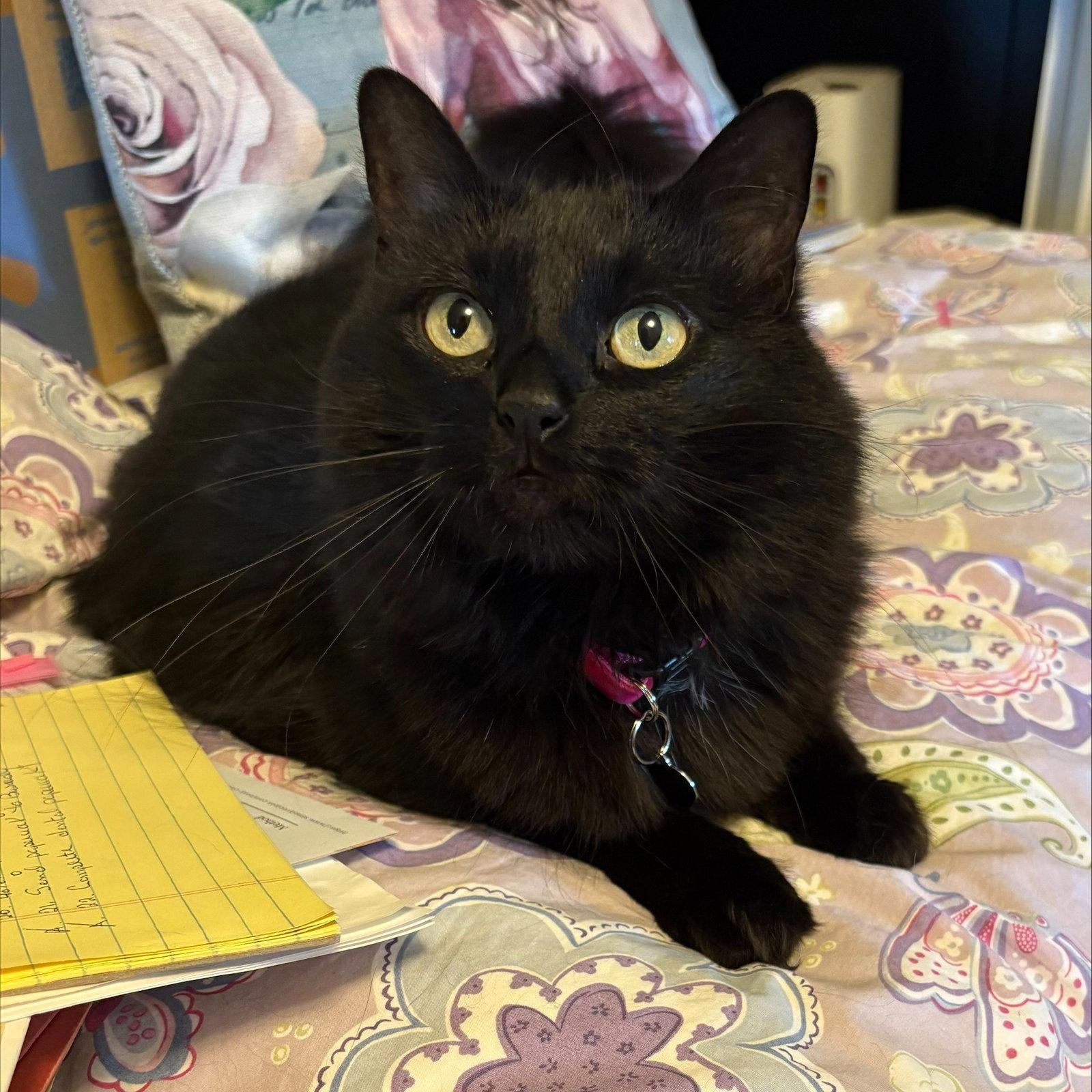 Queenie #lovey-dovey, Adopted, Adult Female Maine Coon & Domestic Long Hair.