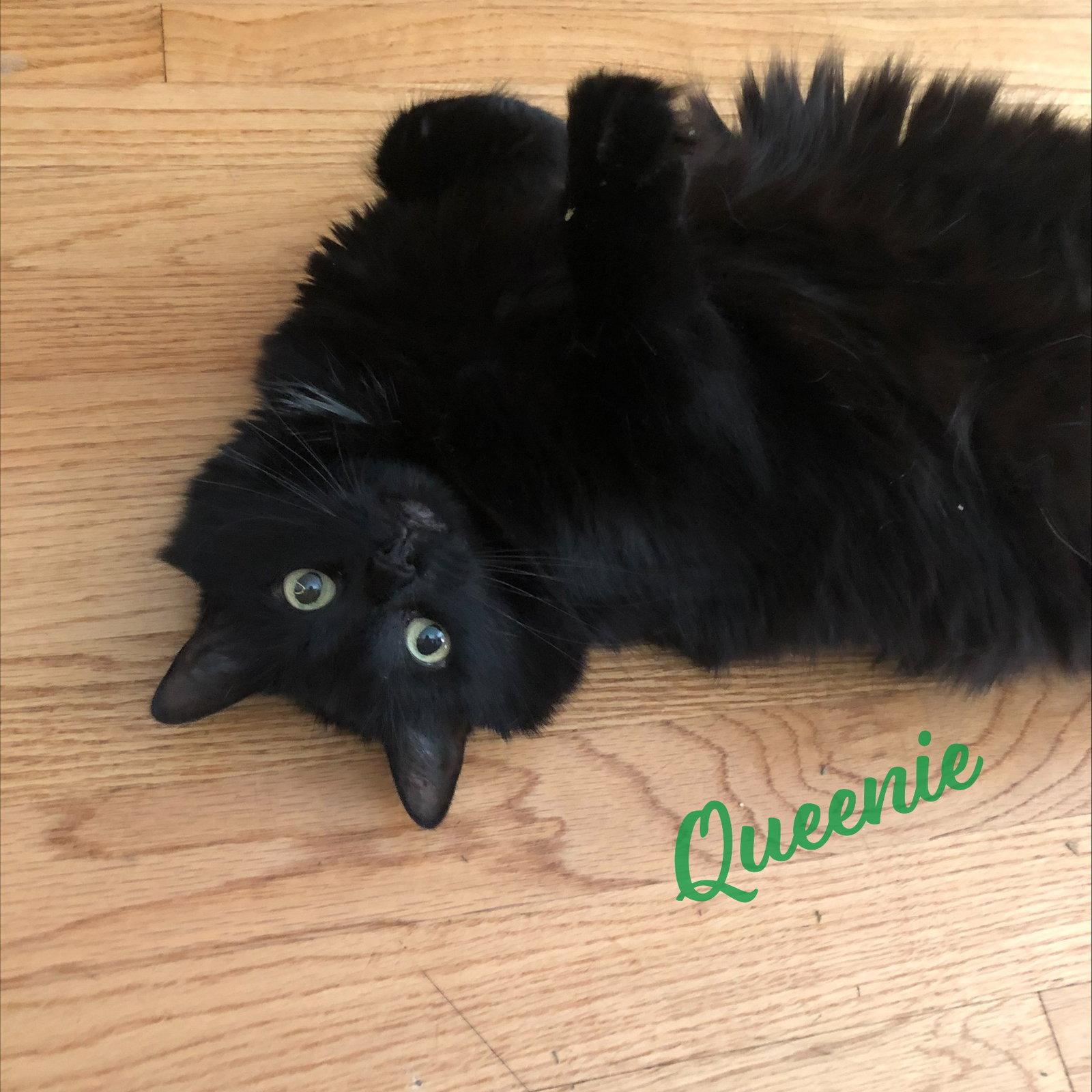 Queenie #lovey-dovey, a Adopted mixed breed in Houston, TX image 3/3