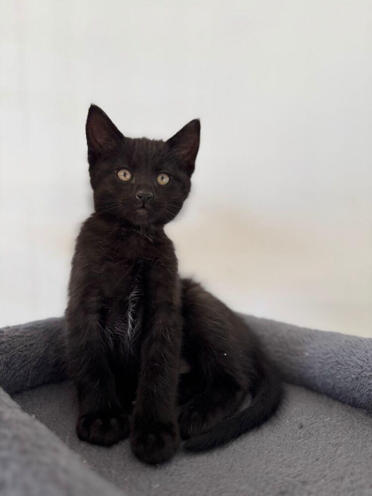 Nick, Adoptable, Kitten Male Domestic Short Hair.