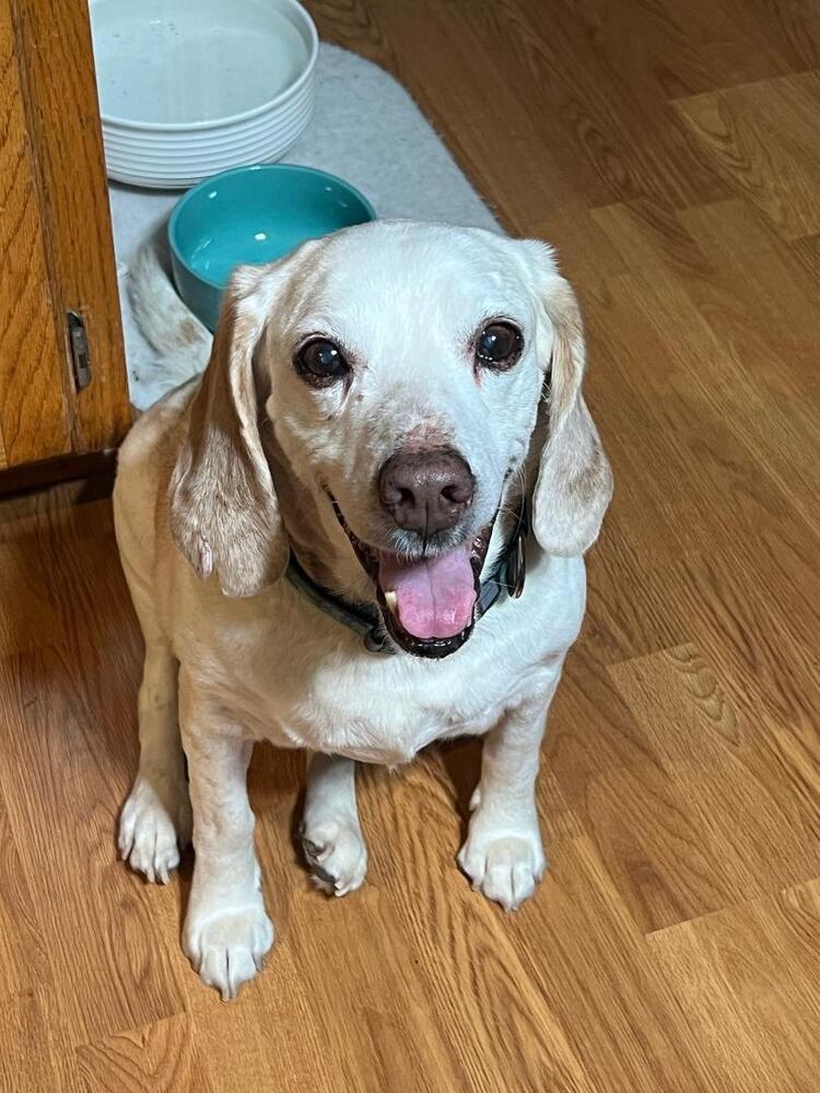 Lincoln - adoption pending, a Adoptable Beagle in Shawnee Mission, KS image 2/4