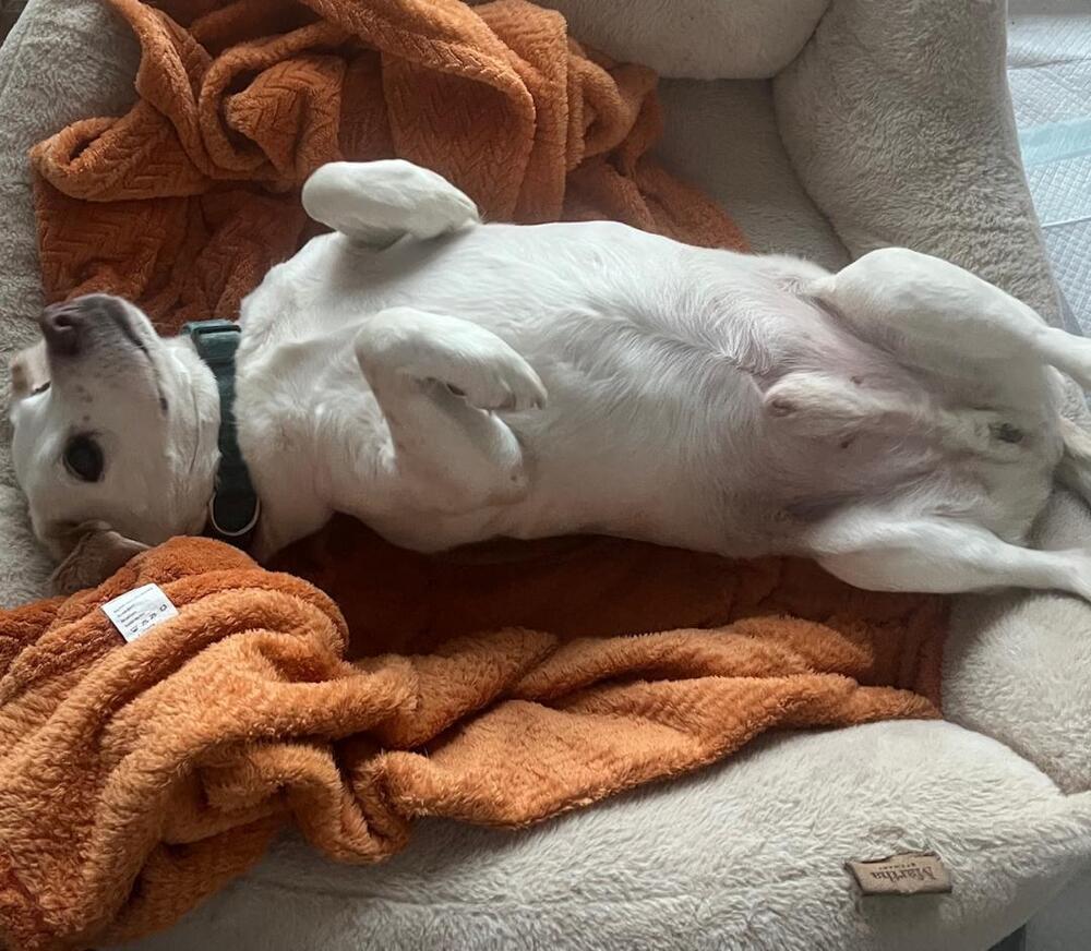 Lincoln - adoption pending, a Adoptable Beagle in Shawnee Mission, KS image 3/4