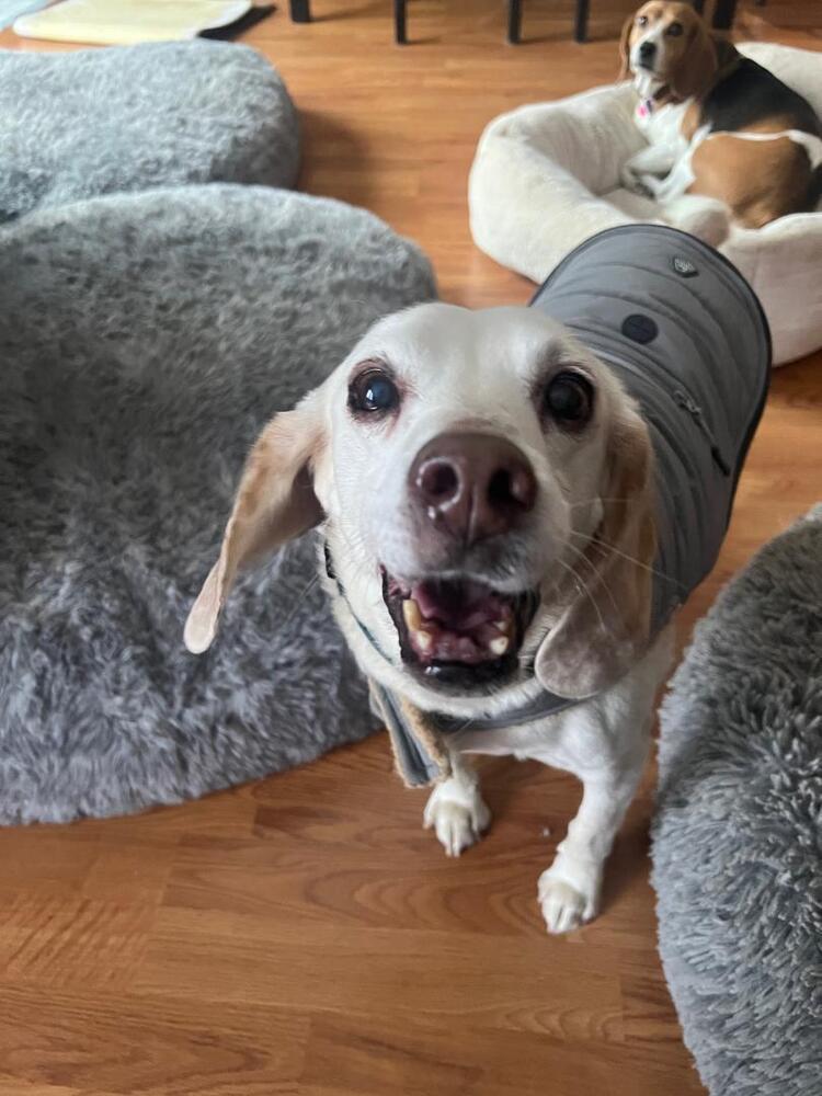 Lincoln - adoption pending, a Adoptable Beagle in Shawnee Mission, KS image 4/4