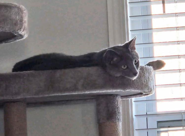 Asher, ADOPTABLE, Kitten Male Domestic Short Hair.