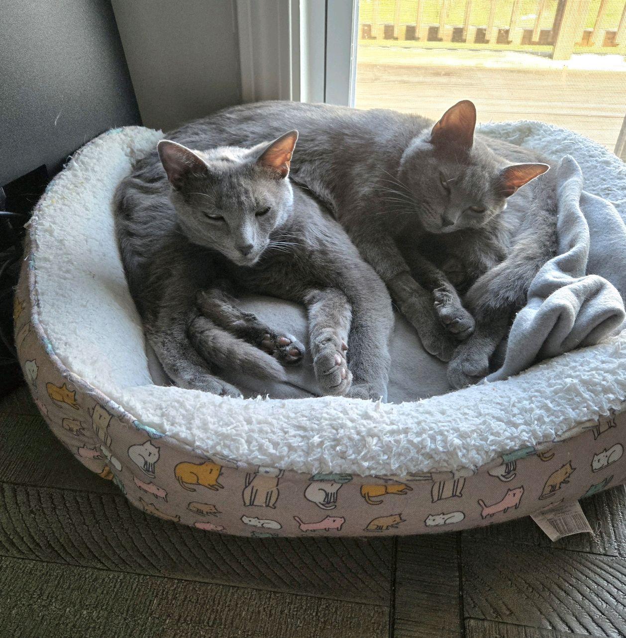 Enlarge Asher, a ADOPTABLE Domestic Short Hair in Murfreesboro, TN image 1/4