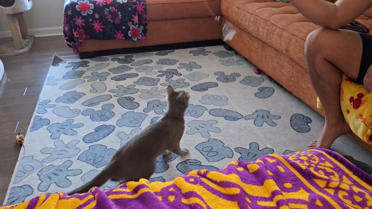 Enlarge Asher, a ADOPTABLE Domestic Short Hair in Murfreesboro, TN video 2/3