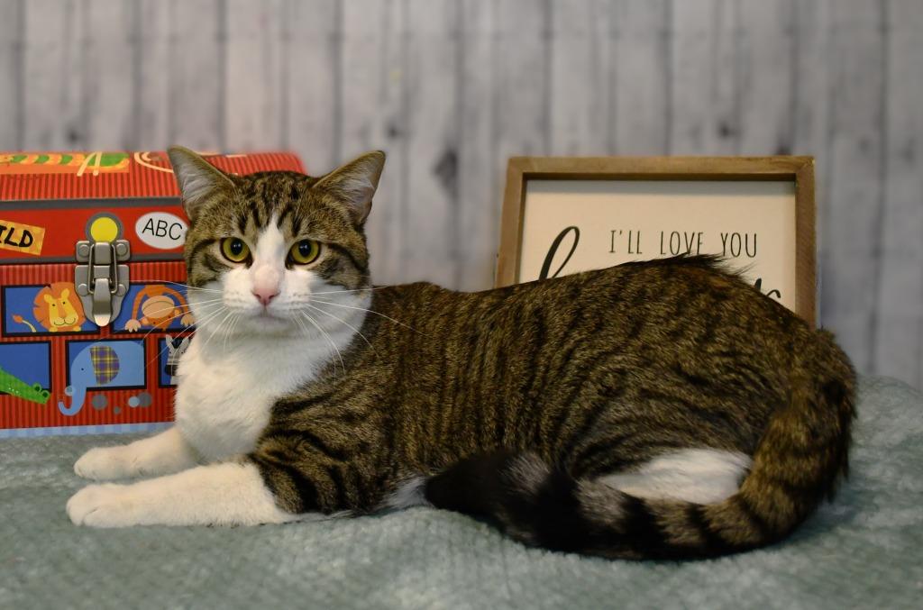 Chase, Adoptable, Young Male Domestic Short Hair.