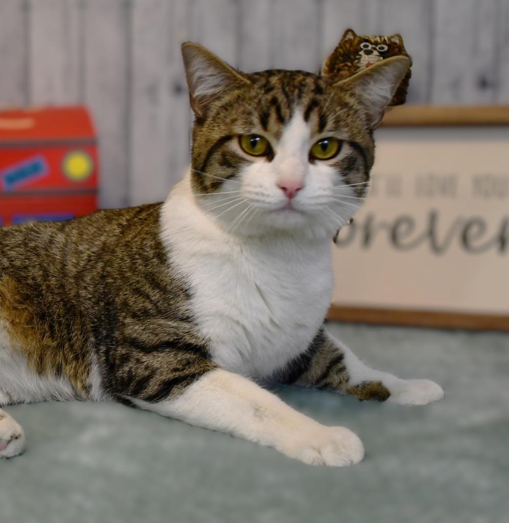 Chase, a Adoptable mixed breed in Roanoke, TX image 3/3