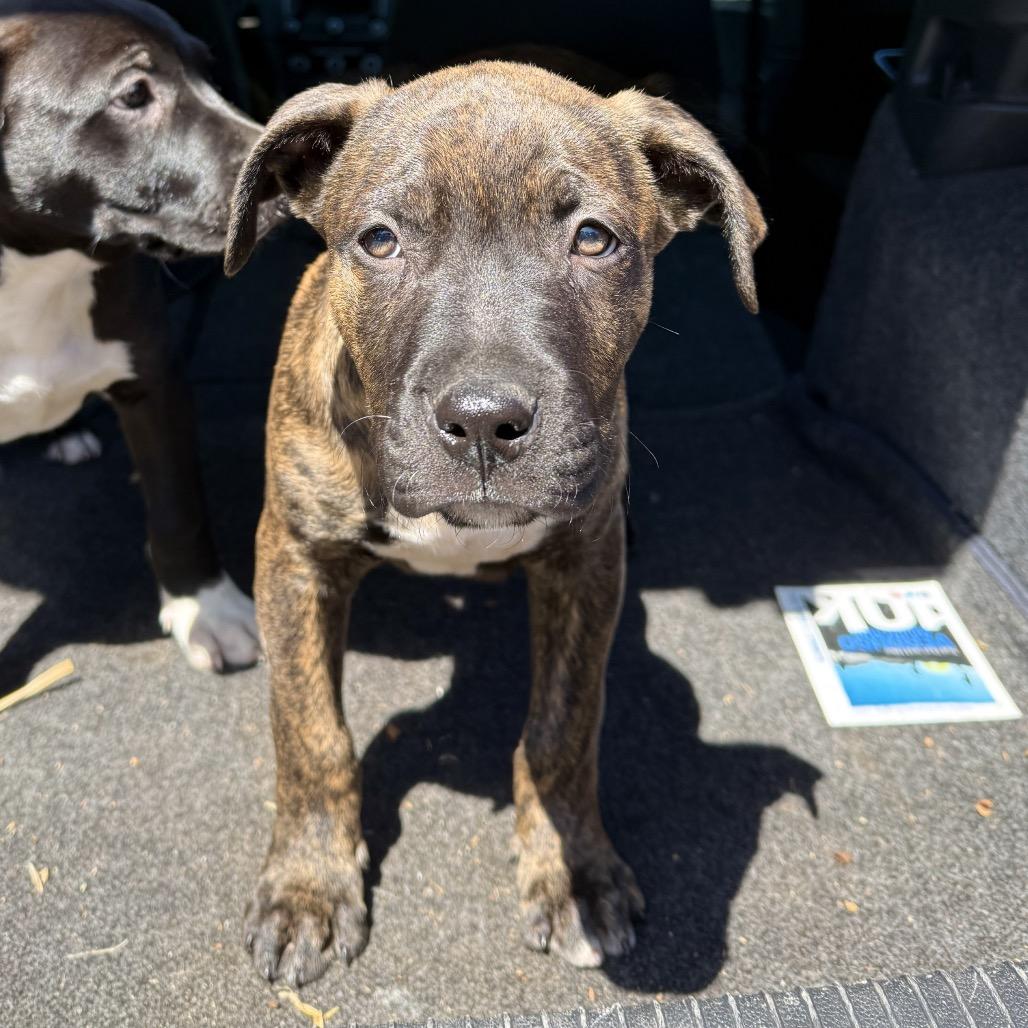 Maverick, Adoptable, Puppy Male Mixed Breed.